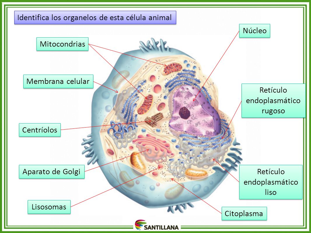 ubicacion de la membrana celular en la celula animal